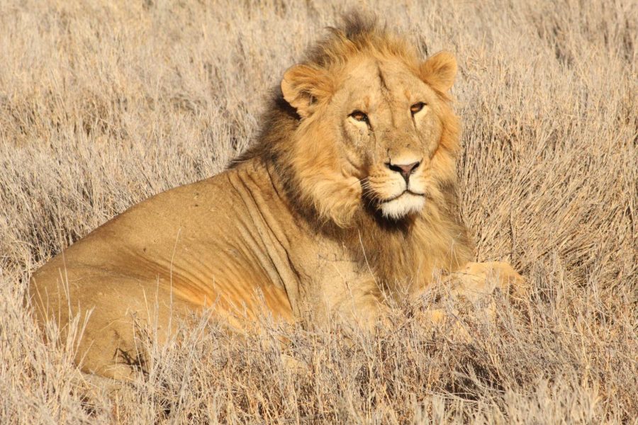 While tracking lions with predator monitor Felix the Young Conservationists see a lion.