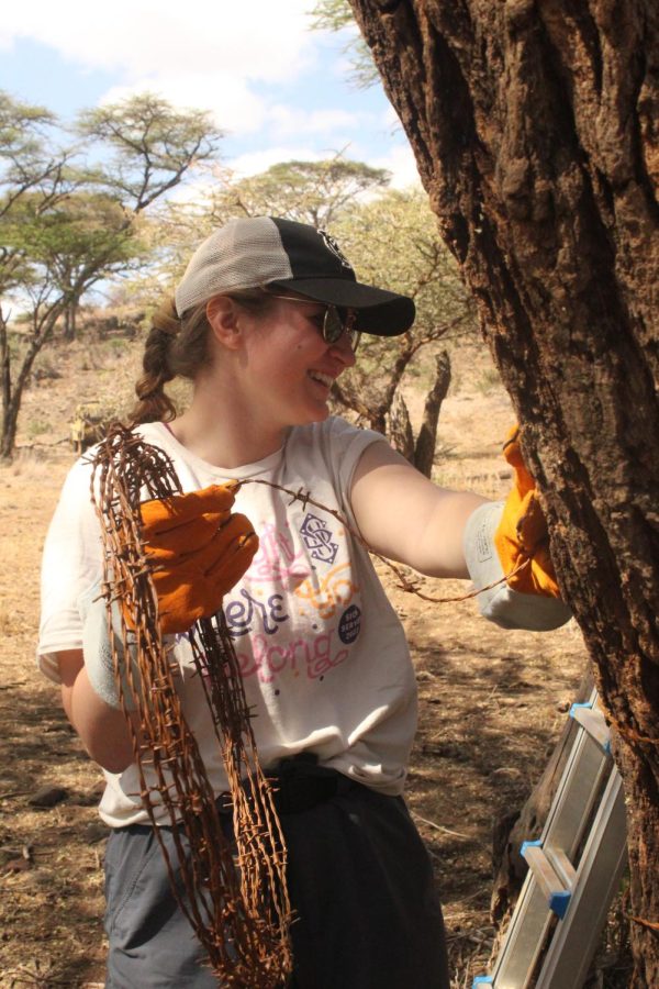 Junior Lucy Wittek wraps trees to stop elephants from rubbing against them.