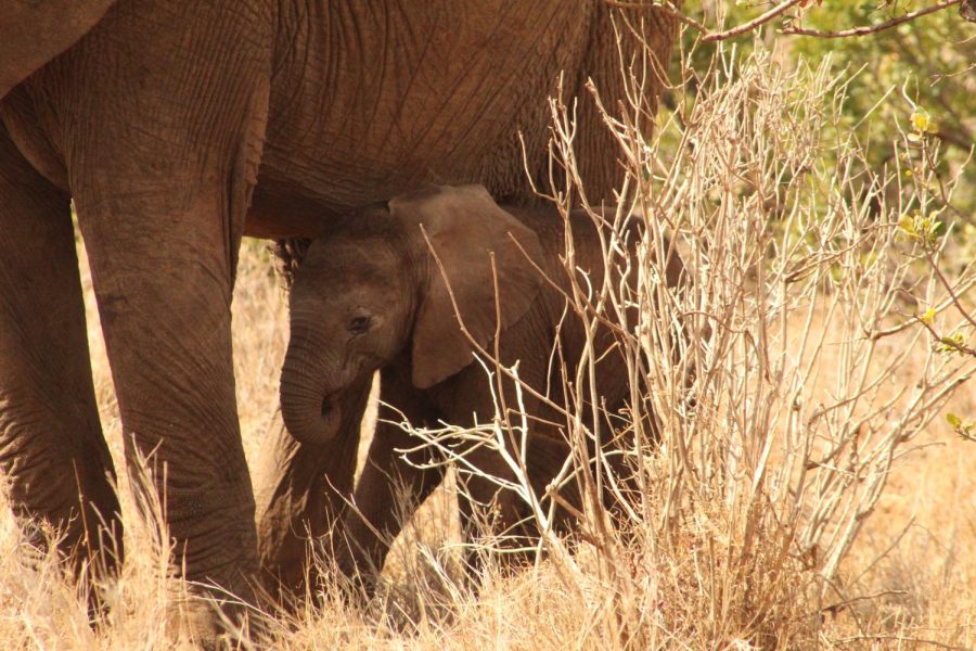 A baby elephant rests under its mother.