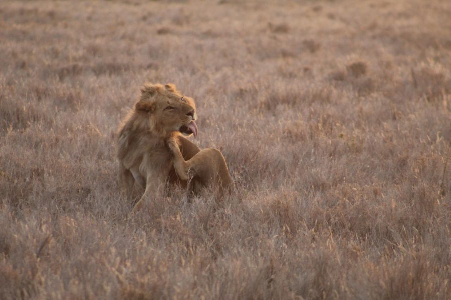 During a game drive back to camp there was a male lion.