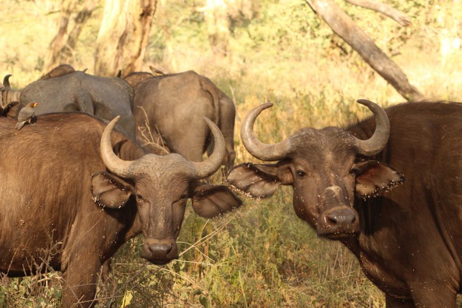 The Cape buffalo a species of African buffalo are spotted at Lewa Wildlife conservancy.